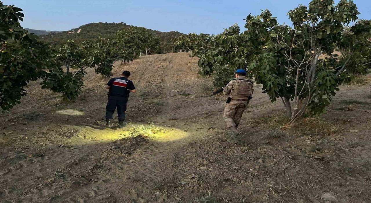 Jandarma incir hırsızlarına geçit vermiyor
