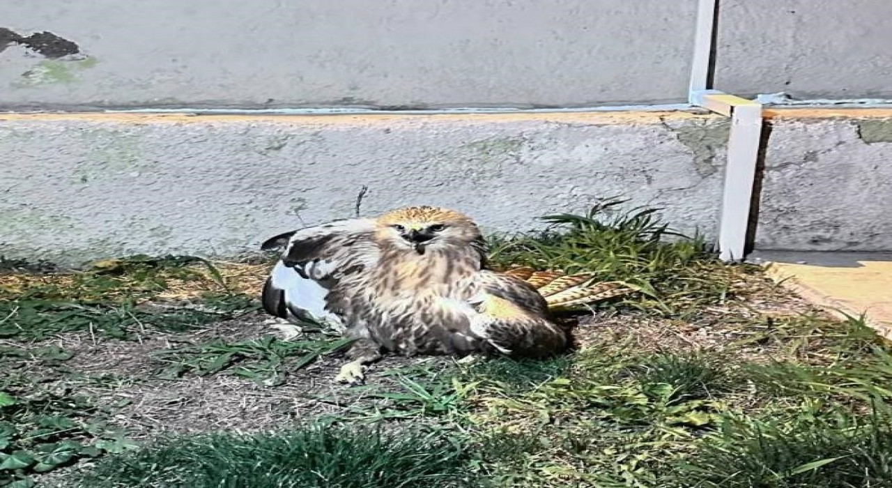 Jandarma tarafından bulunan yaralı kızıl şahin tedavi altına alındı