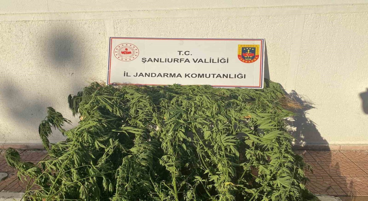 Jandarmadan uyuşturucu operasyonu