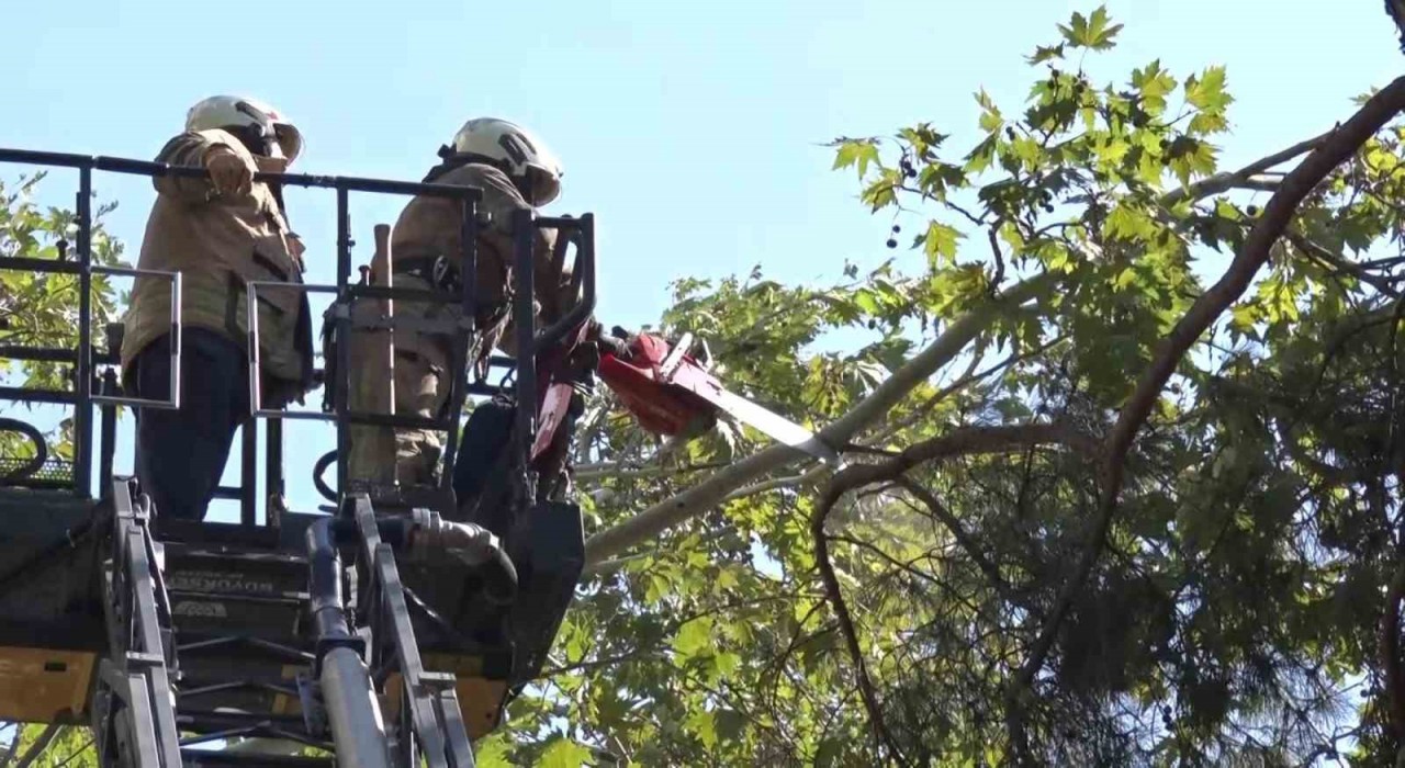 Kadıköyde kuvvetli rüzgar ağacı kırdı