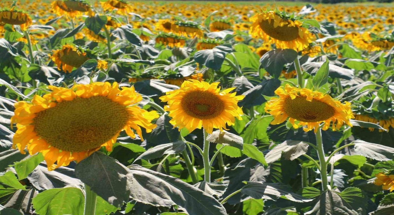 Kahramankazanda ayçiçeği tarlaları havadan görüntülendi