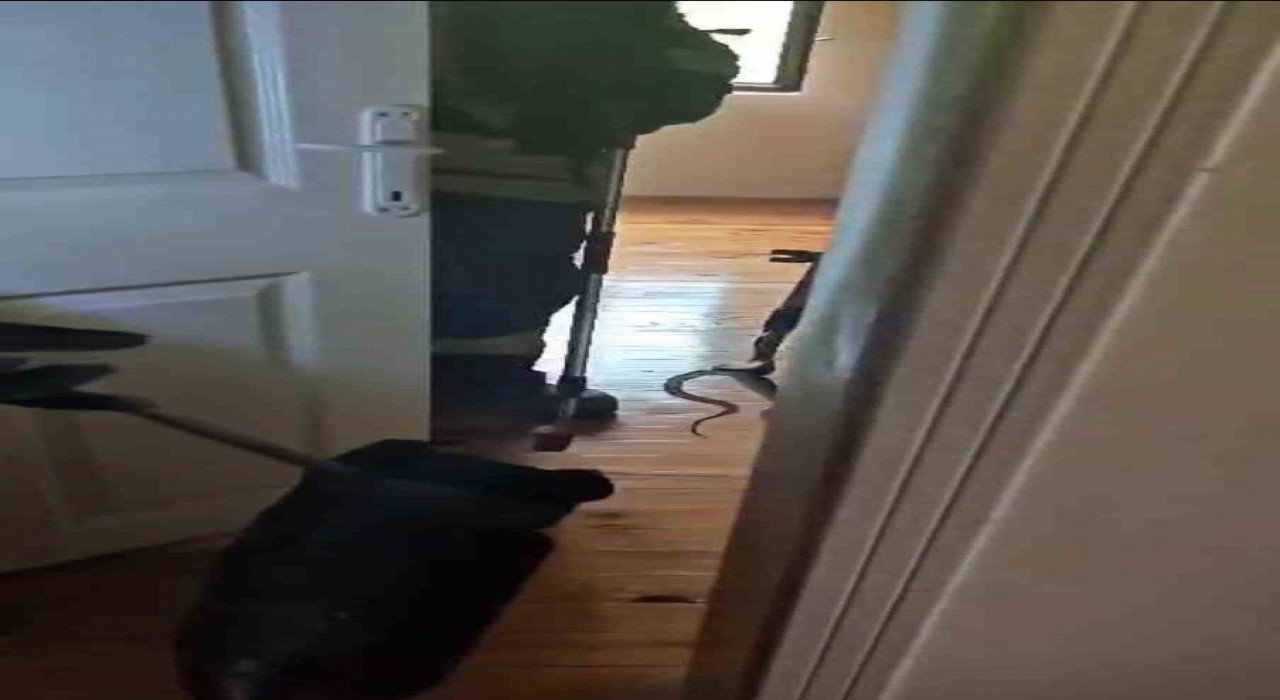 Karabükte eve giren yılan itfaiye ekiplerince yakalanarak doğaya salındı