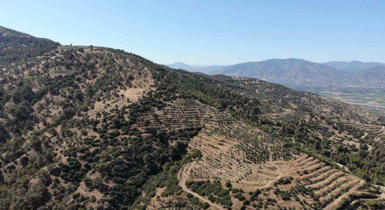 Karacasu Kaymakamlığı orman yangını riskine dikkat çekti