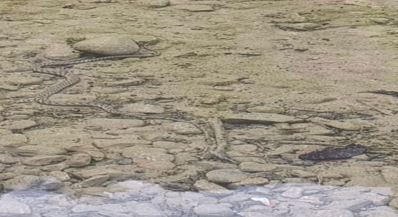 Karaçay Deresi’nde Yılanın Balık Avı Kameraya Yansıdı