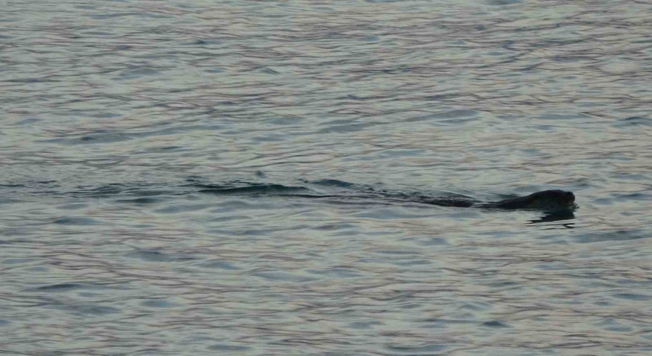 Karadenizde sık görülmeleri vatandaşları tedirgin etmişti, uzmanı konuştu