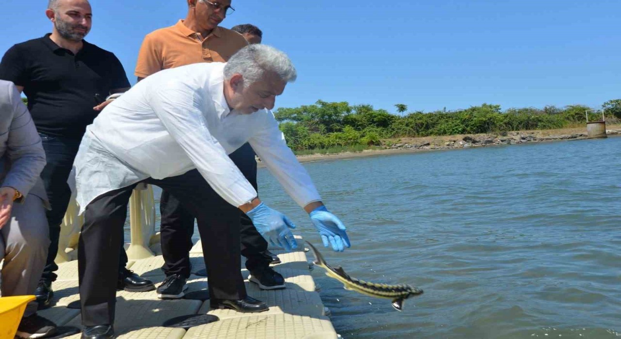 Karadenize kalkan ve mersin balığı bıraktılar