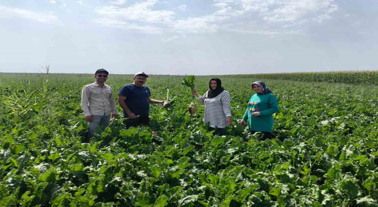 Karapınar Ovasında baharlık ürünlerin gelişimi incelendi