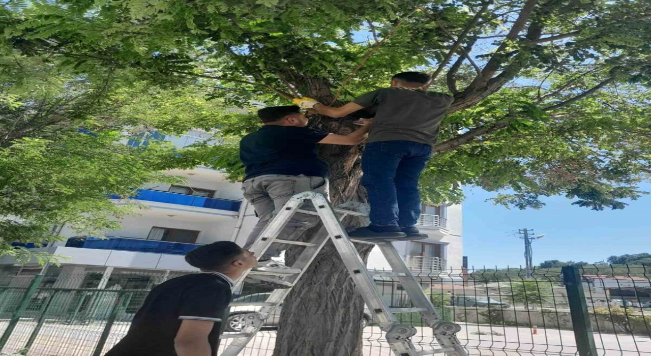 Karapınarda esnafın kedi seferberliği