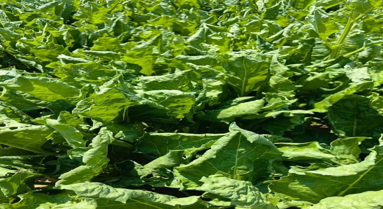 Karapınarda şeker pancarında yaprak kıvırcıklığı tespit edildi