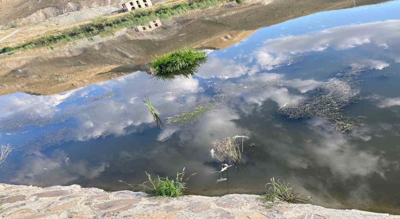 Karasuda balık ölümleri korku saçıyor