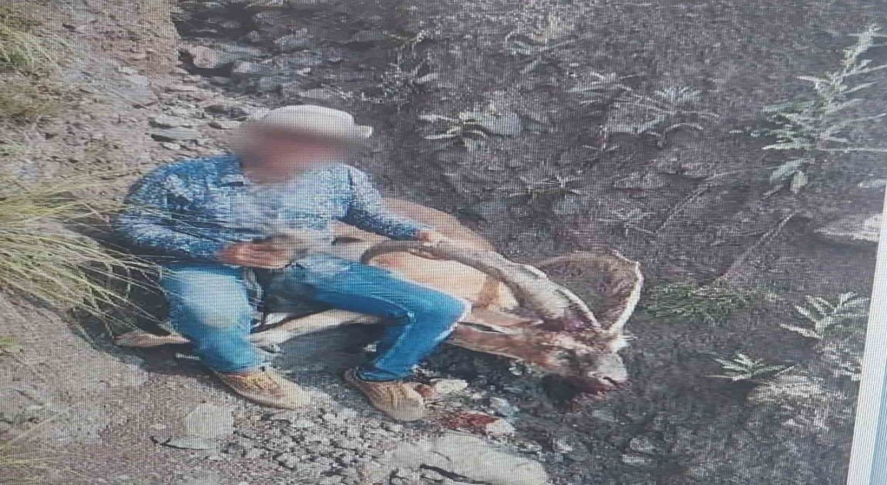 Karsta 1 kişi yaban keçisi avladı: 650 bin lira ceza ödedi