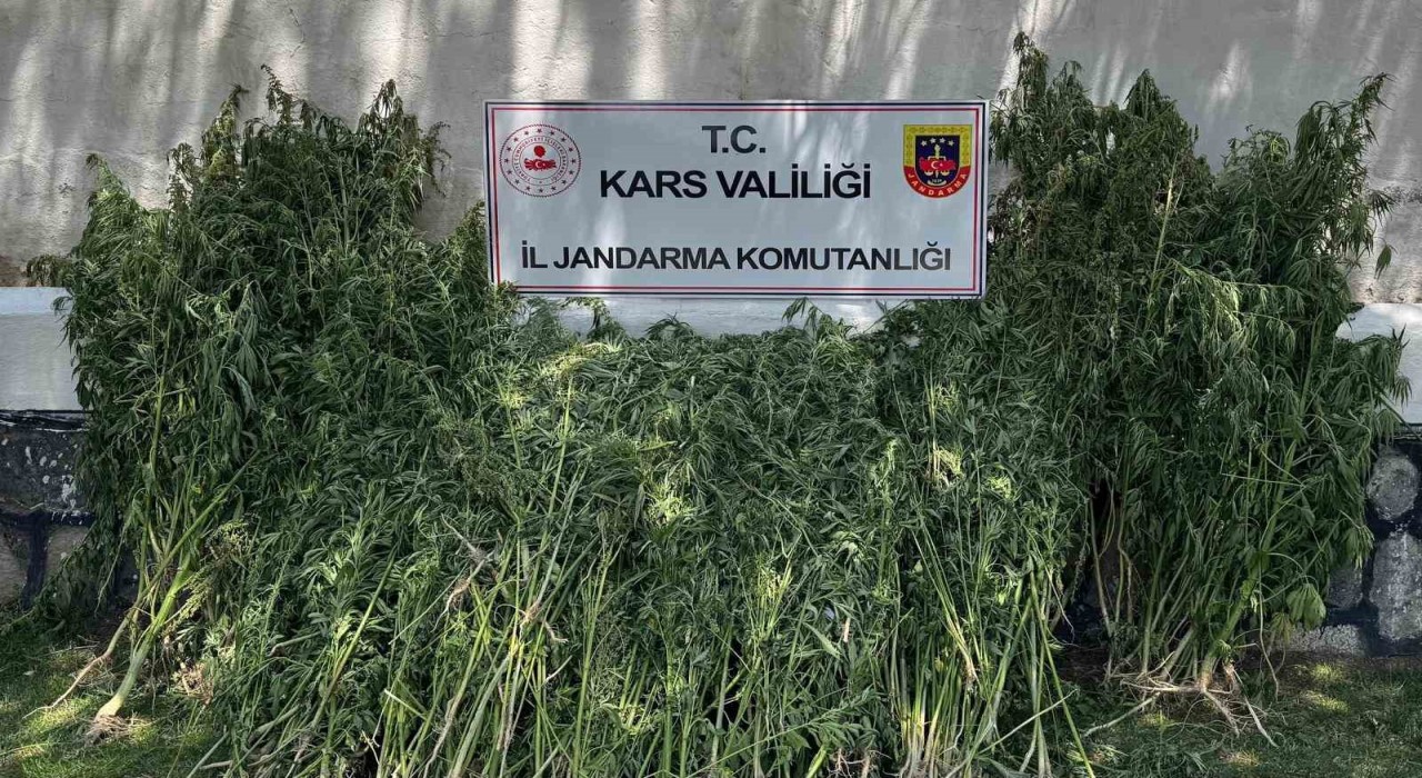 Karsta 42 bin 658 kök kenevir ele geçirildi