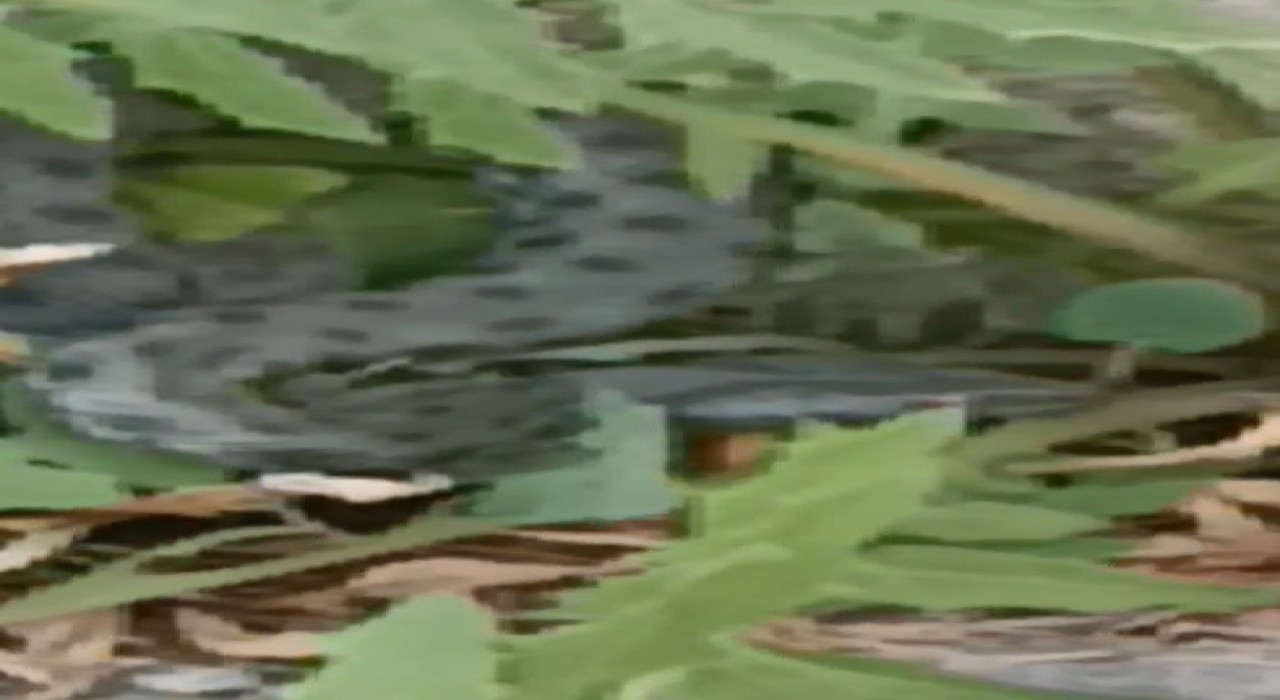 Karsta caddede görülen yeşil yılan korkuttu