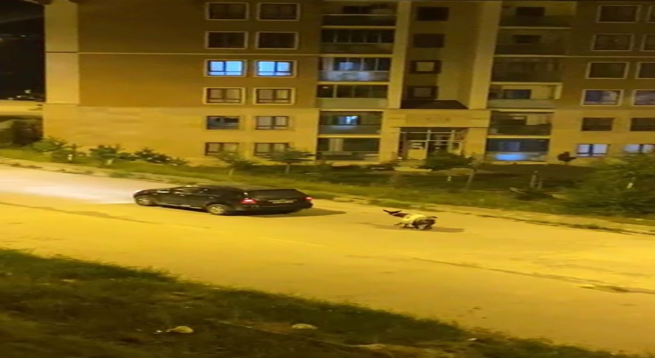 Karsta eşeği arabaya bağlayıp, zorla çekerek götürdüler