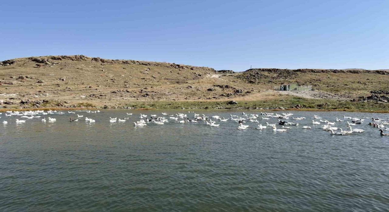 Karsta kazlar kış sofraları için besiye alındı