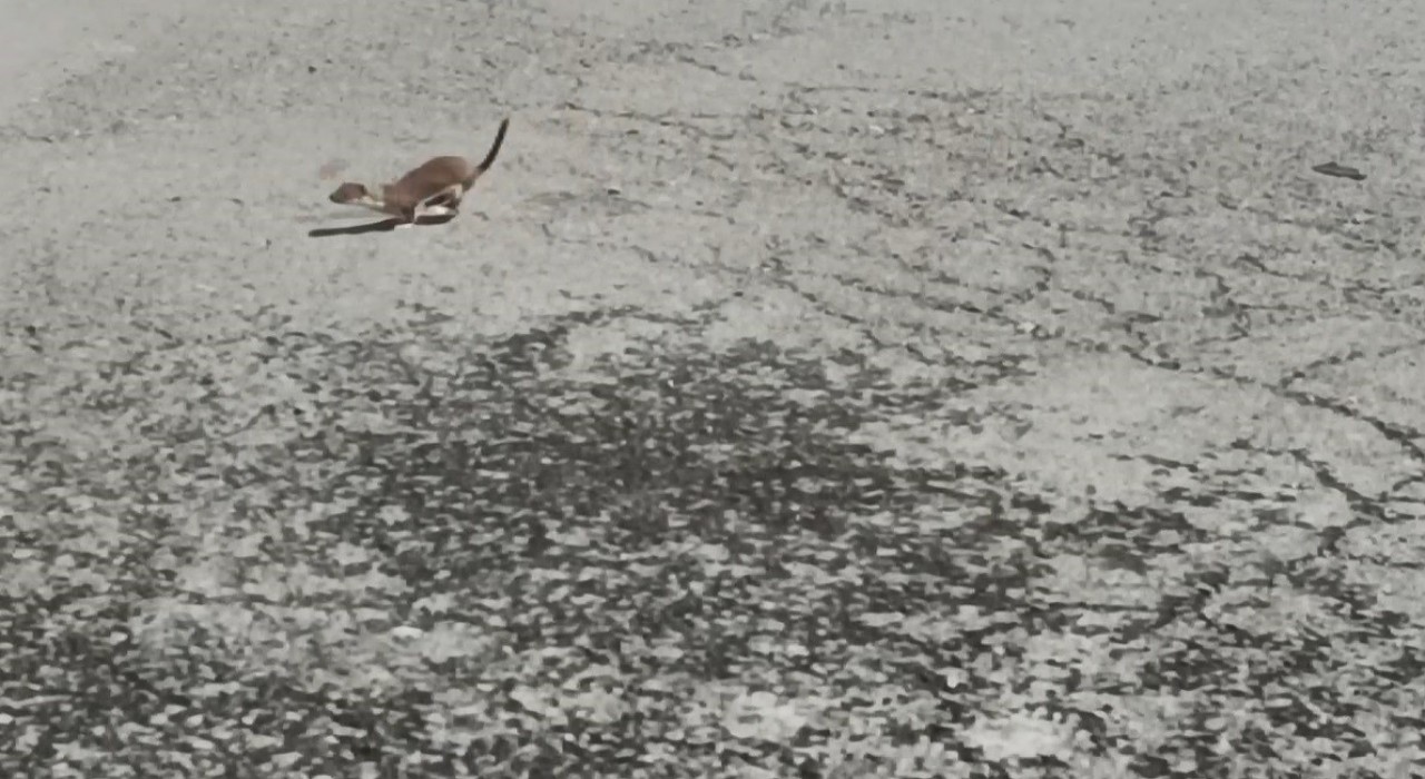 Karsta koruma altındaki gelincik caddede görüntülendi