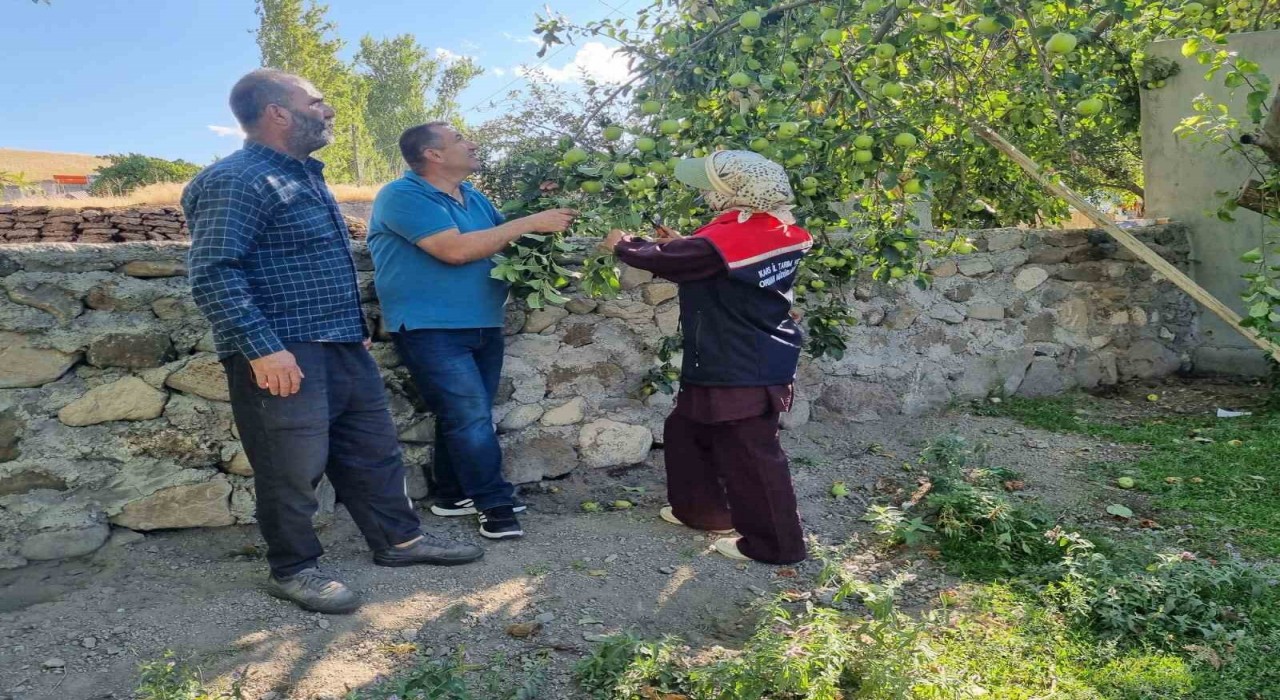 Karsta meyve ağaçları aşılanıyor