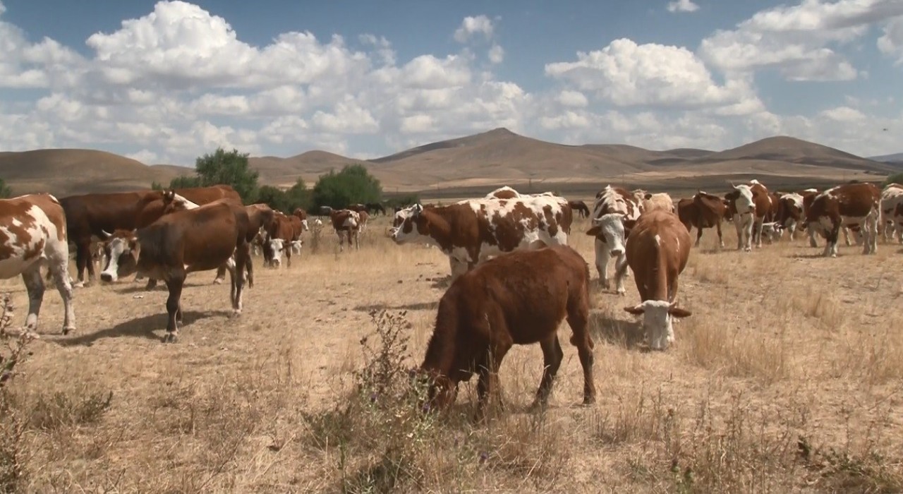 Karsta şap hastalığı geçti, hayvanlar yeniden meralara döndü