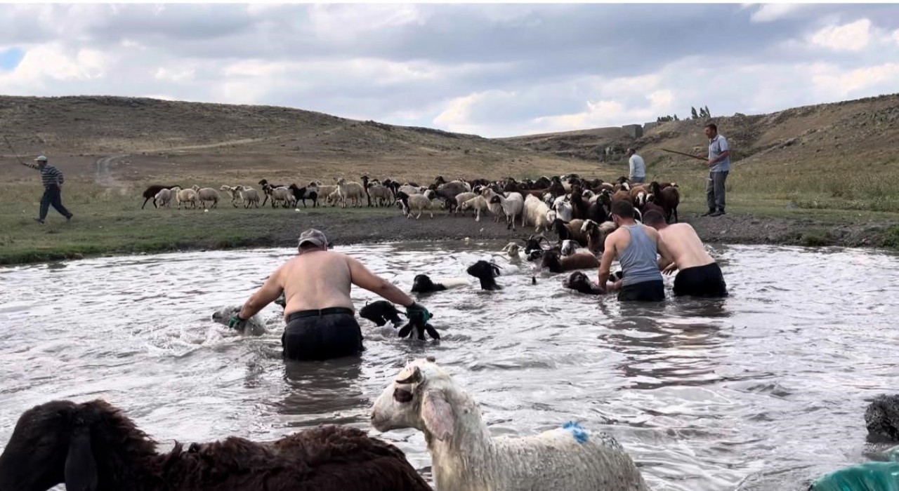 Karsta sıcakla mücadele: Sıcaktan etkilenen koyunları derede serinlettiler