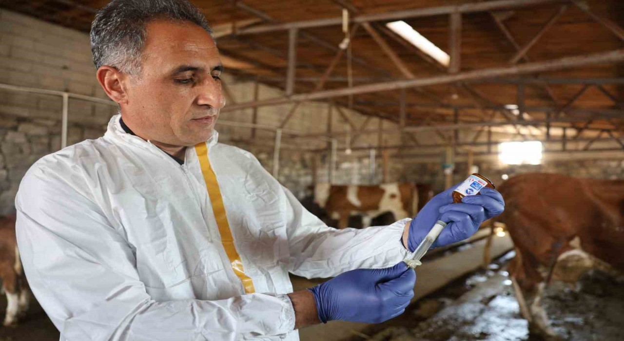 Karsta Tarım Orman Müdürü Aydın kolları sıvadı, büyükbaş hayvanları aşıladı