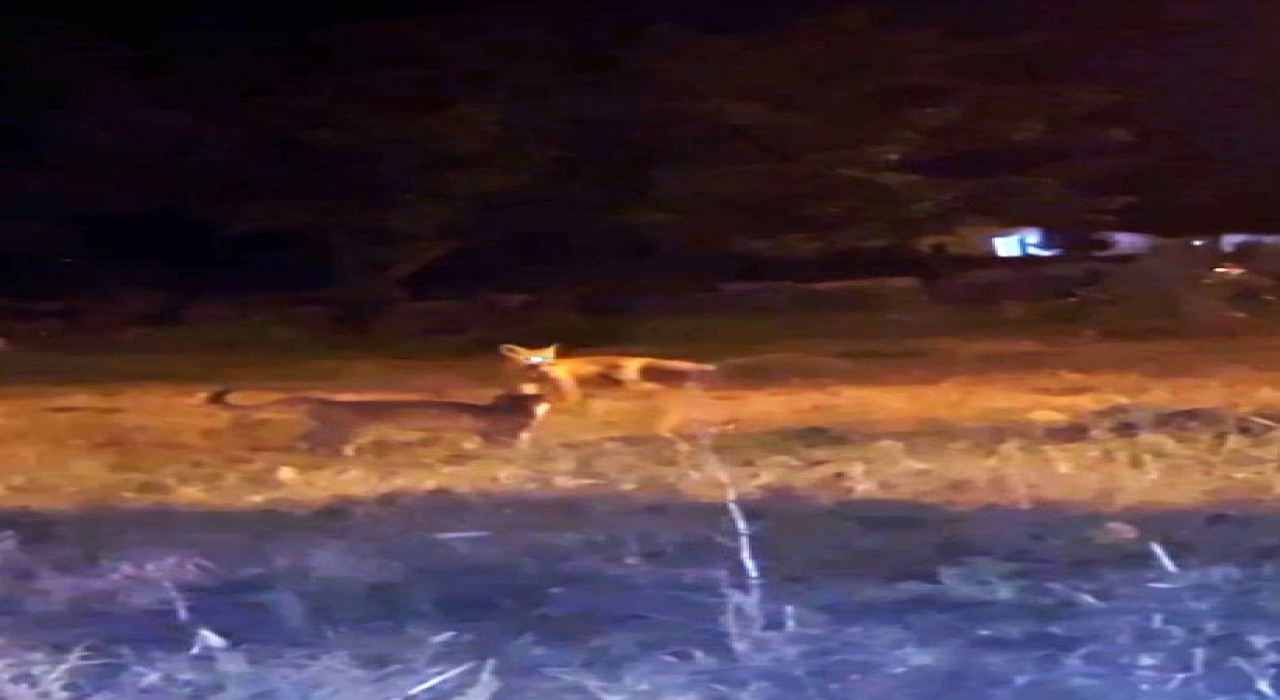 Karsta tilki ile kedilerin oyunu kameraya yansıdı