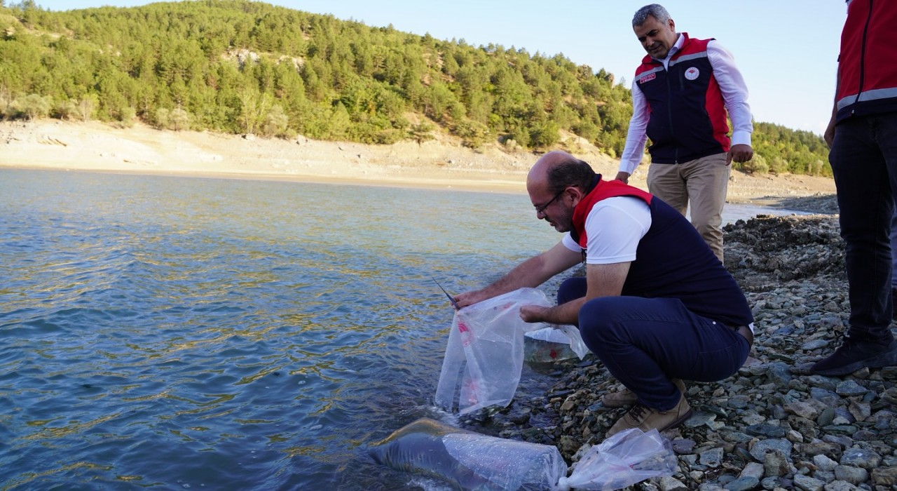 Kastamonuda baraj ve göletlere 656 bin yavru sazan balığı salındı