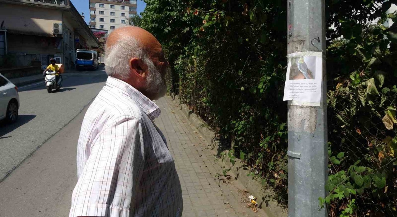 Kayıp papağanı Duman için yollara düştü