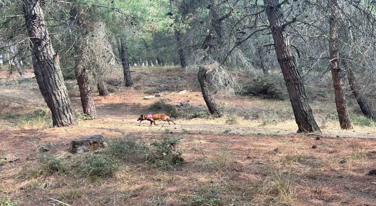 Kayıp yaşlı kadını arama çalışmalarına özel eğitimli köpekler de katıldı