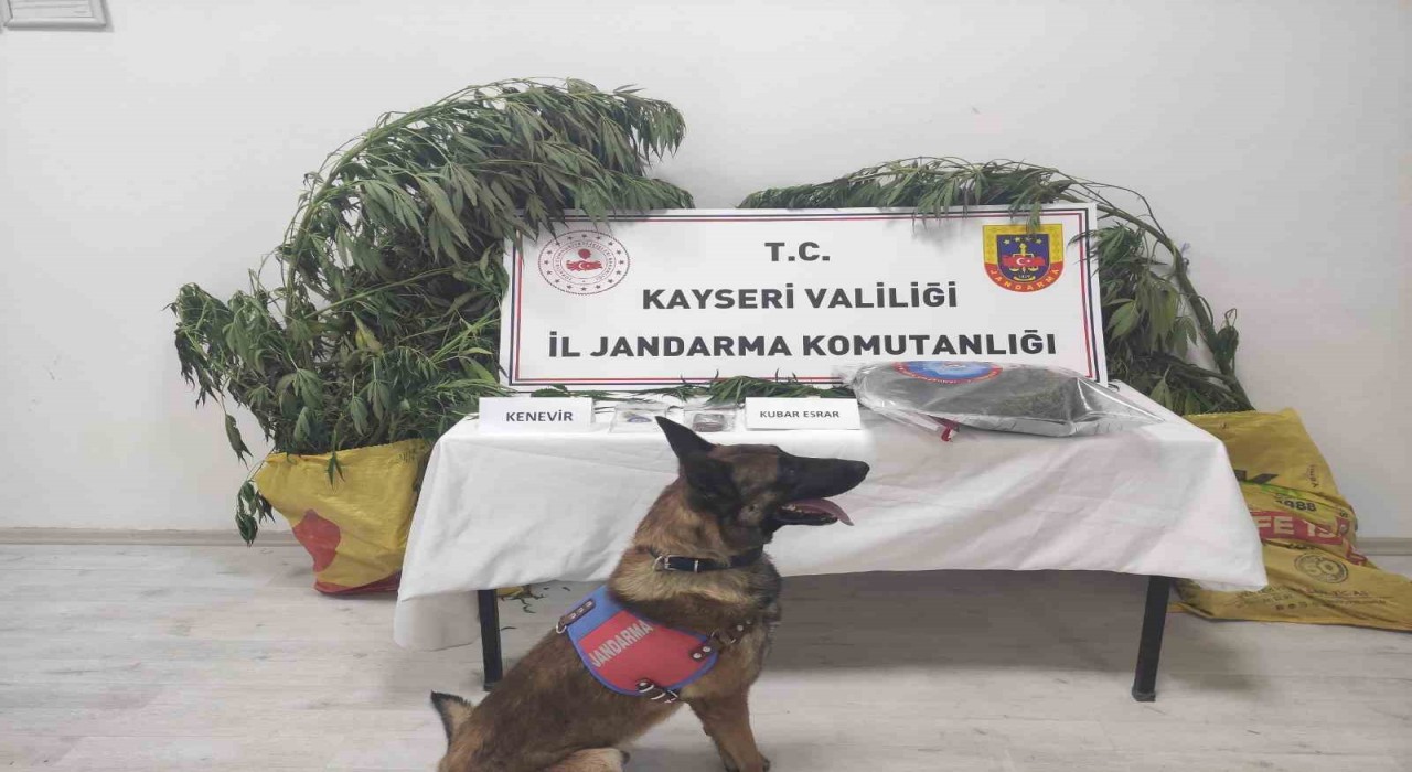 Kayseride 7 kök kenevir ele geçirildi: 1 gözaltı