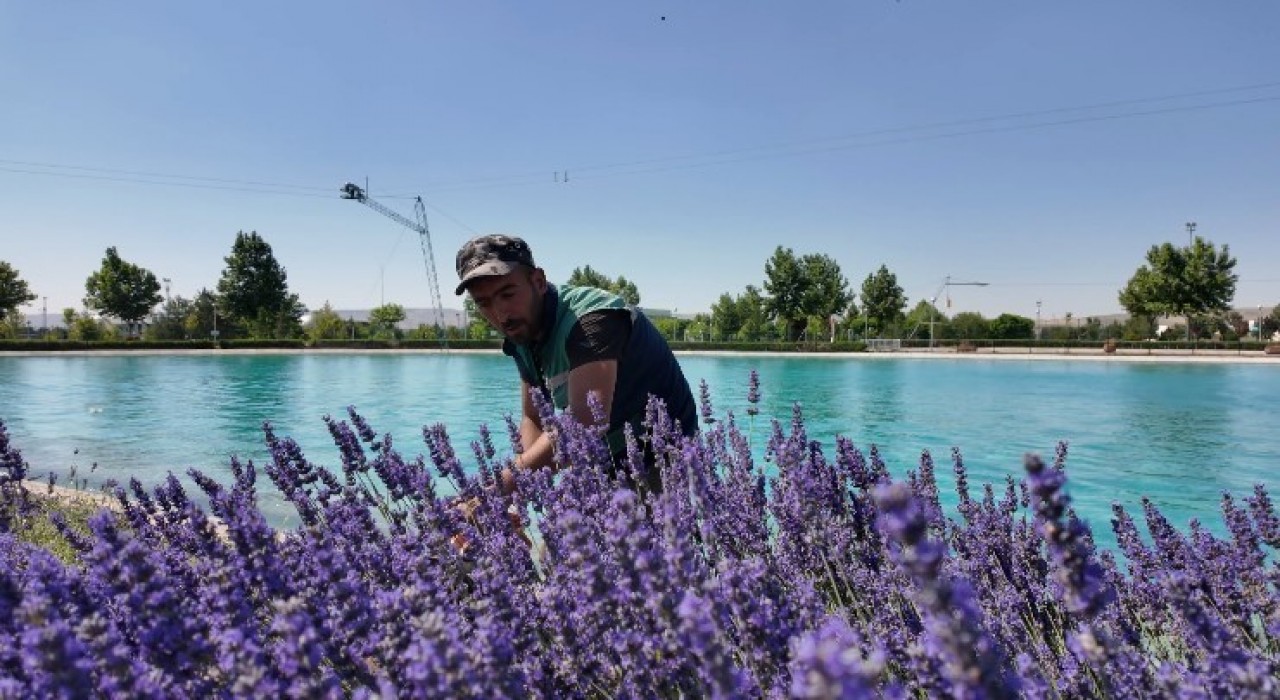 Kayserinin dört bir yanına lavanta esintisi