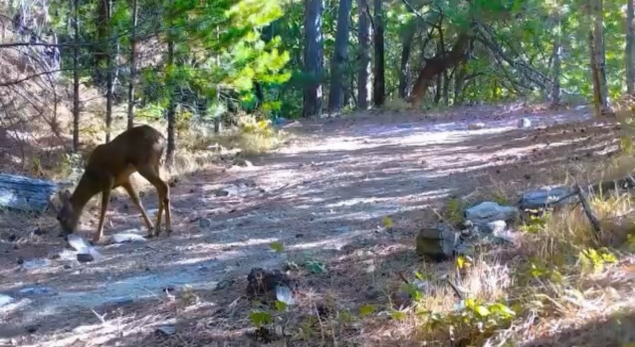 Kazdağlarının sessiz ve zarif efendisi