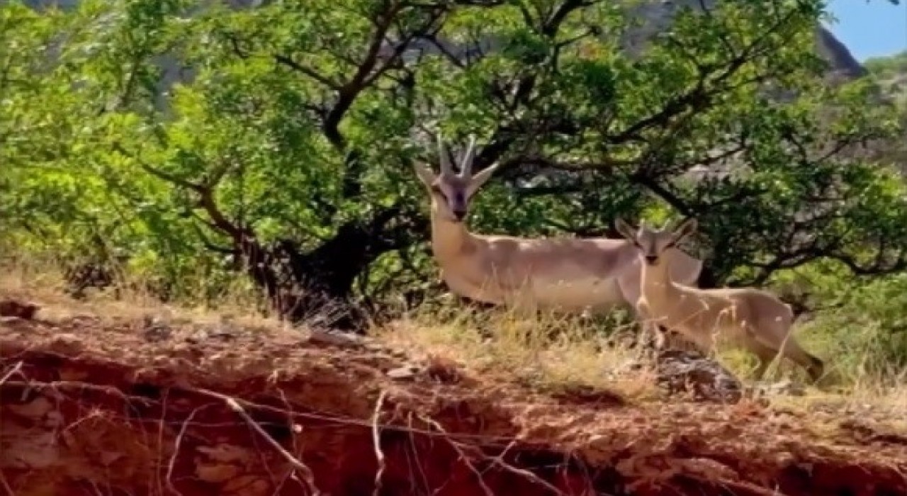 Kemaliyede anne ve yavru dağ keçisi görüntülendi