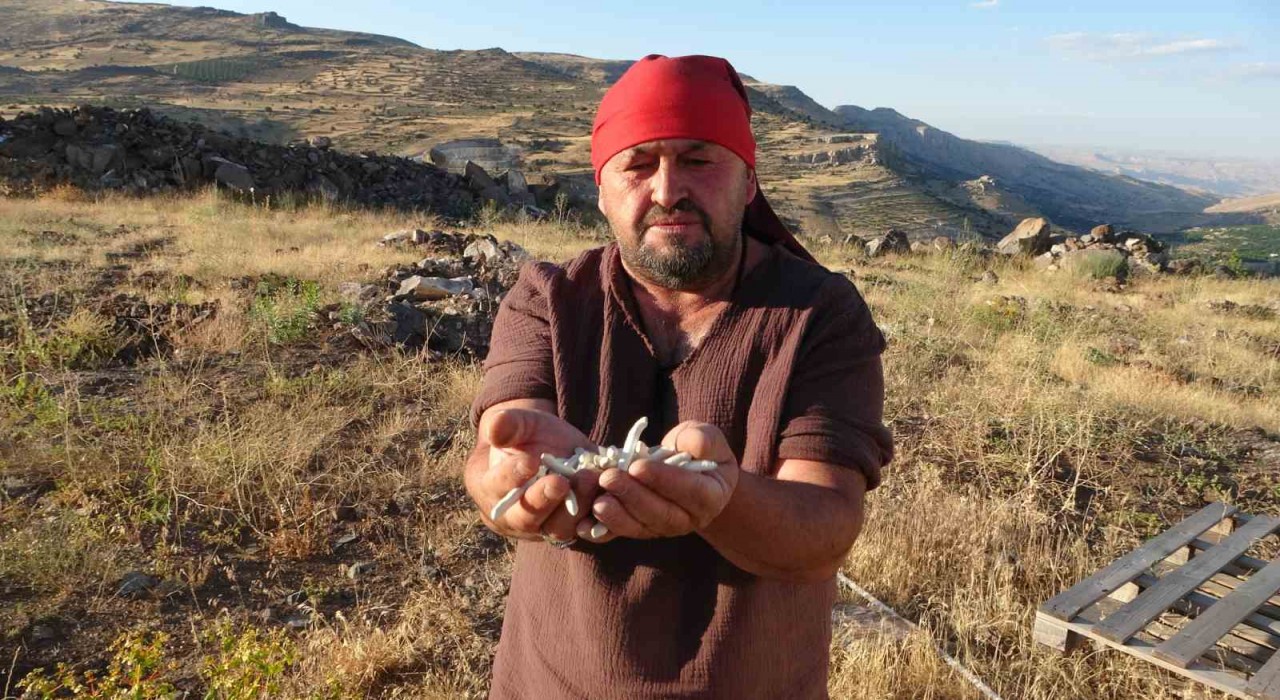 Kendiliğinden yetişiyor, kilosu 10 bin TLye satılıyor