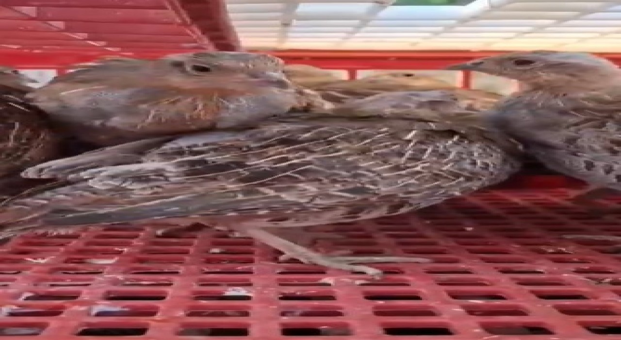 Kene ile mücadele için doğaya 200 çil keklik salındı