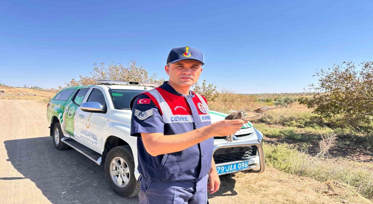 Kiliste yaralı küçük balaban kuşu koruma altına alındı