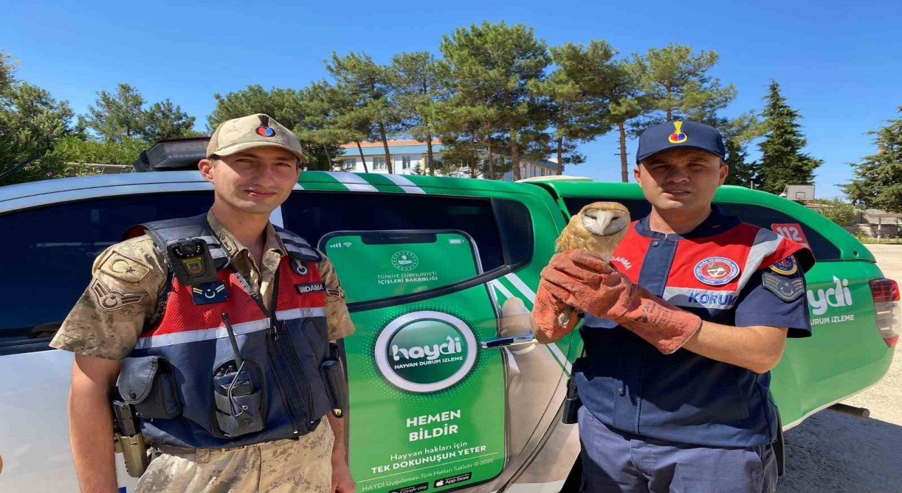 Kiliste yaralı peçeli baykuş koruma altına alındı