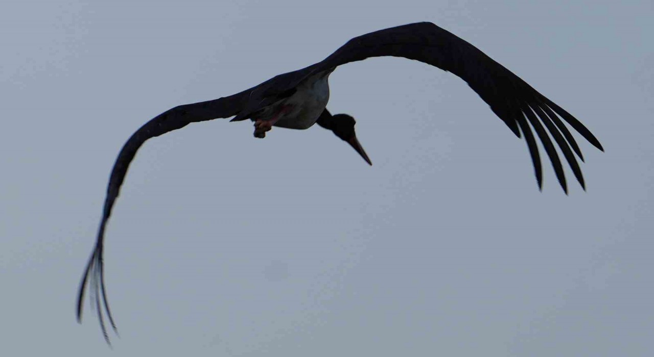 Kırıkkalede baraj kıyısında kara leylek objektiflere takıldı