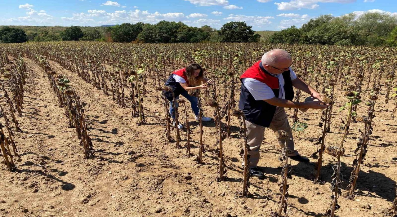 Kırklarelinde ayçiçeği verim tespit çalışmaları