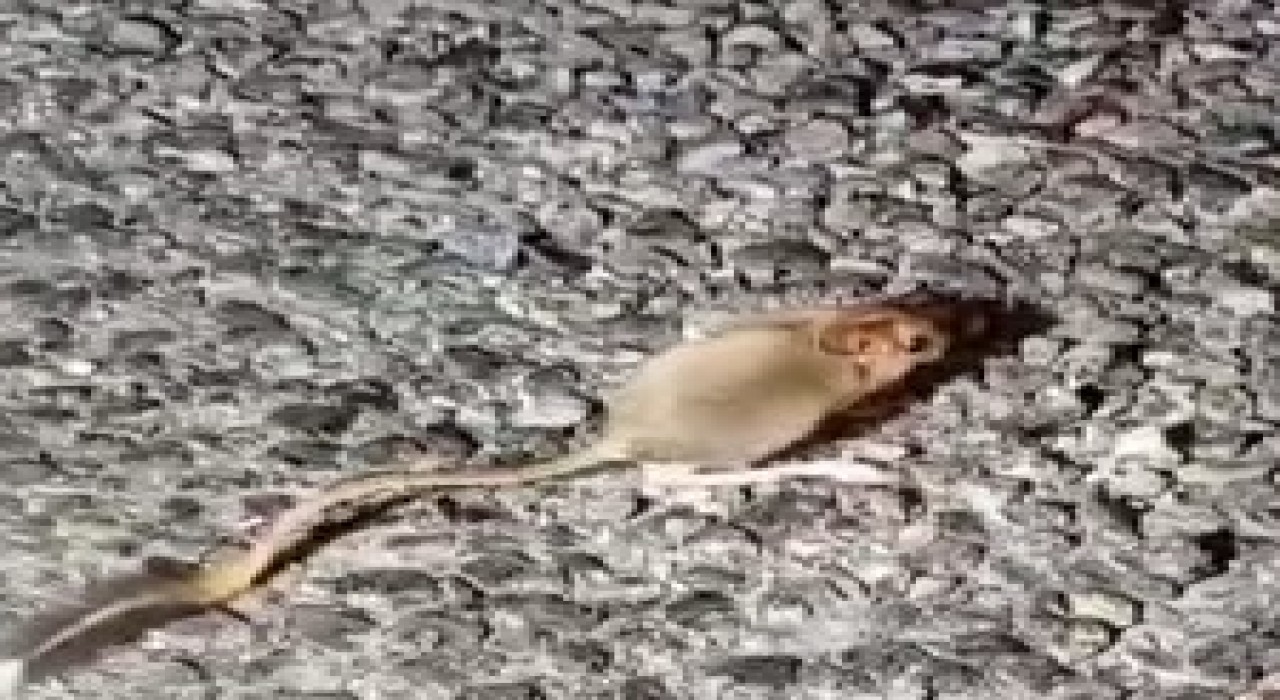 Kırmızı listede yer alıyor, Tuncelide görüntülendi