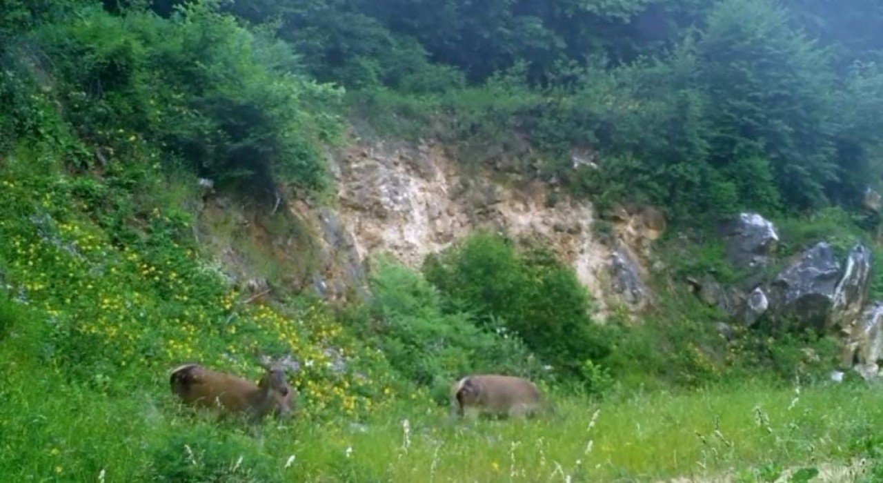 Kızıl geyikleri fotokapan görüntüledi