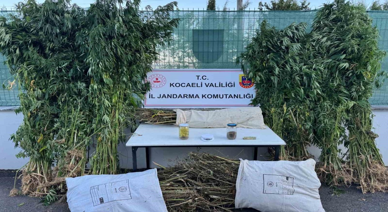 Kocaelide 12 kilo esrar ve 583 kök kenevir ele geçirildi