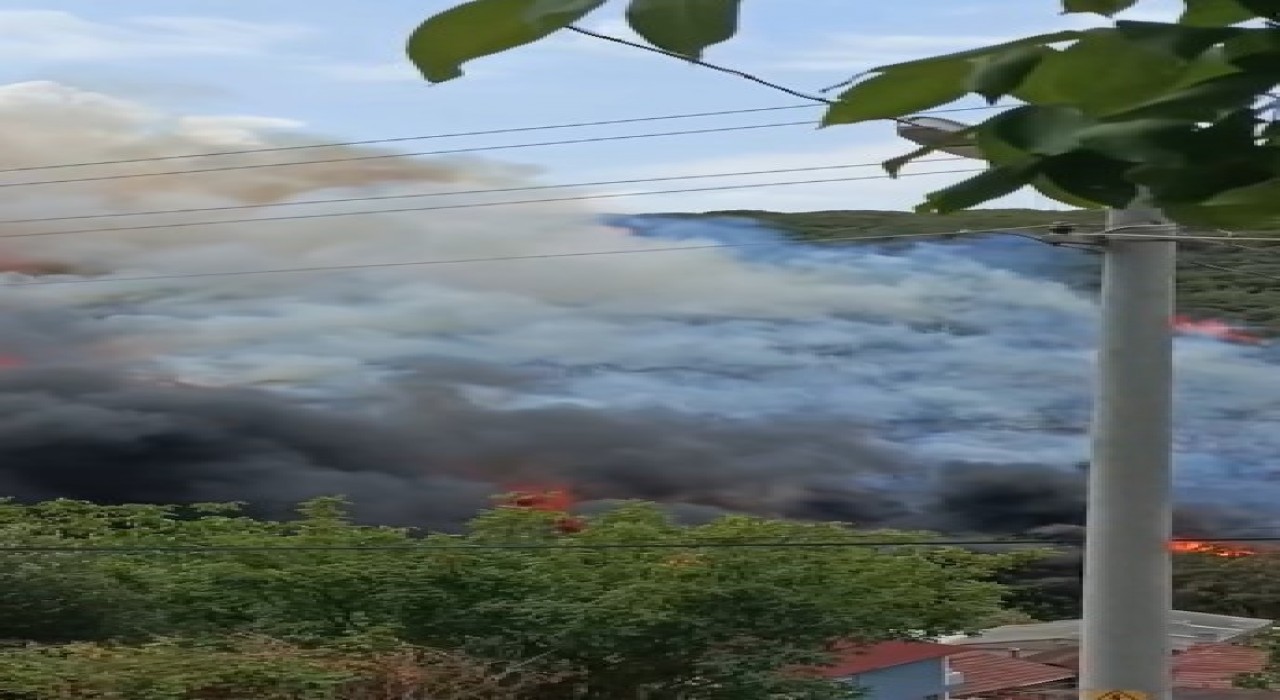 Kocaelide ağaçlık alanda yangın çıktı
