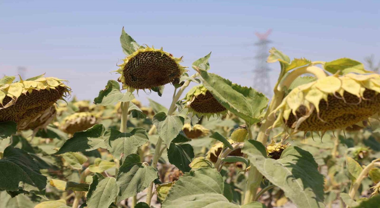 Konya Ovasında ayçiçeğinde yağ kalitesi üst seviyede, yağda sorun görünmüyor