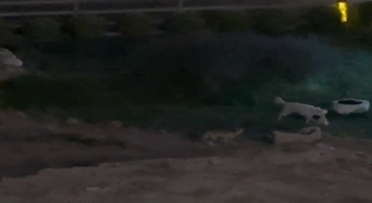 Köpekle tilkinin oyunu görenleri güldürdü