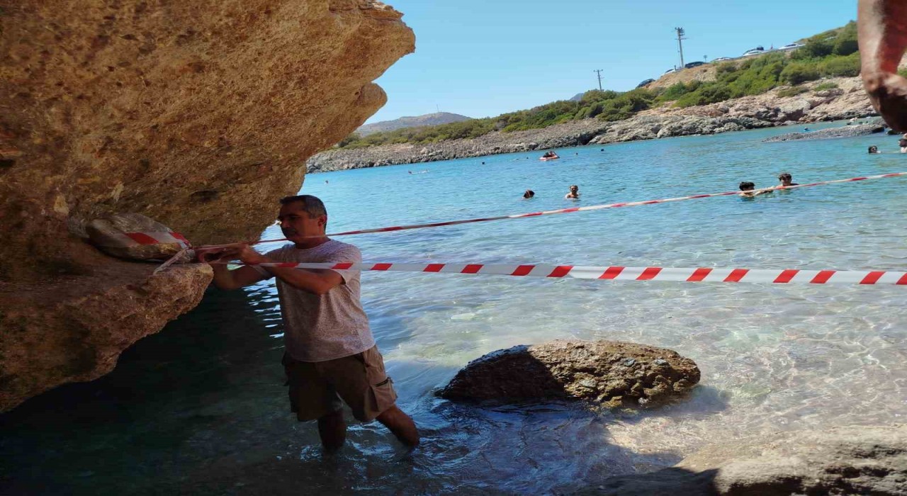 Koruma altına alınan Akdeniz foku, kontrollerinin ardından sahile bırakıldı