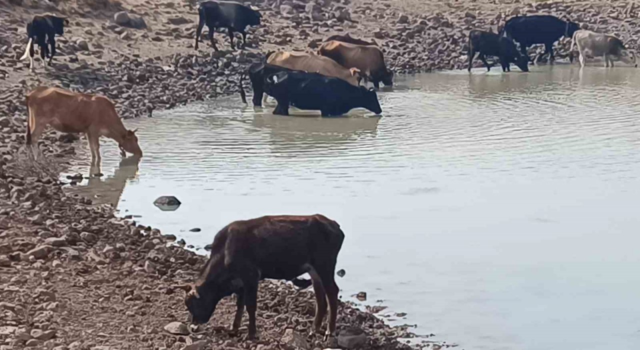 Köylüye ve doğaya hayat veren göletler kuruyor
