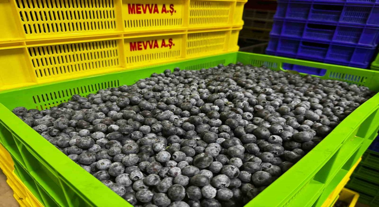 Küçük bir kasabadan büyük bir pazara: Elmalının mavi altını yaban mersini