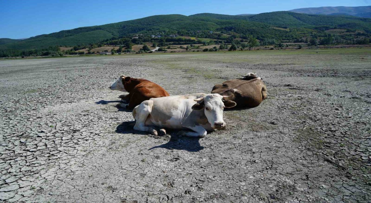 Kuraklığın en acı görüntüsü: Ladik Gölünde inekler otlamaya başladı
