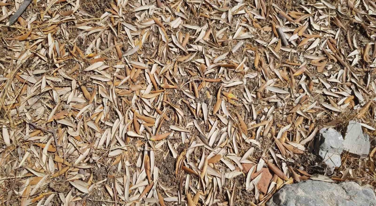 Kuraklık zeytin ağaçlarını verim ve kalitede vurdu