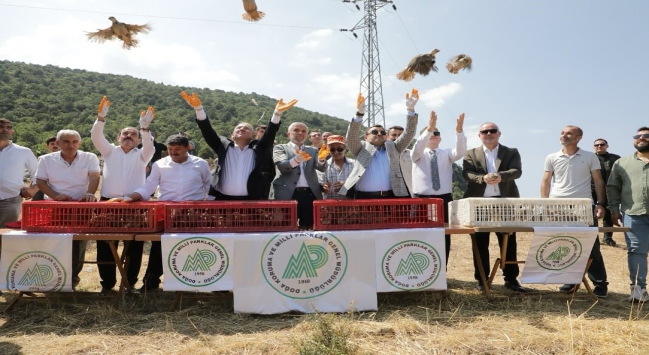 Kütahyada 300 keklik doğaya salındı